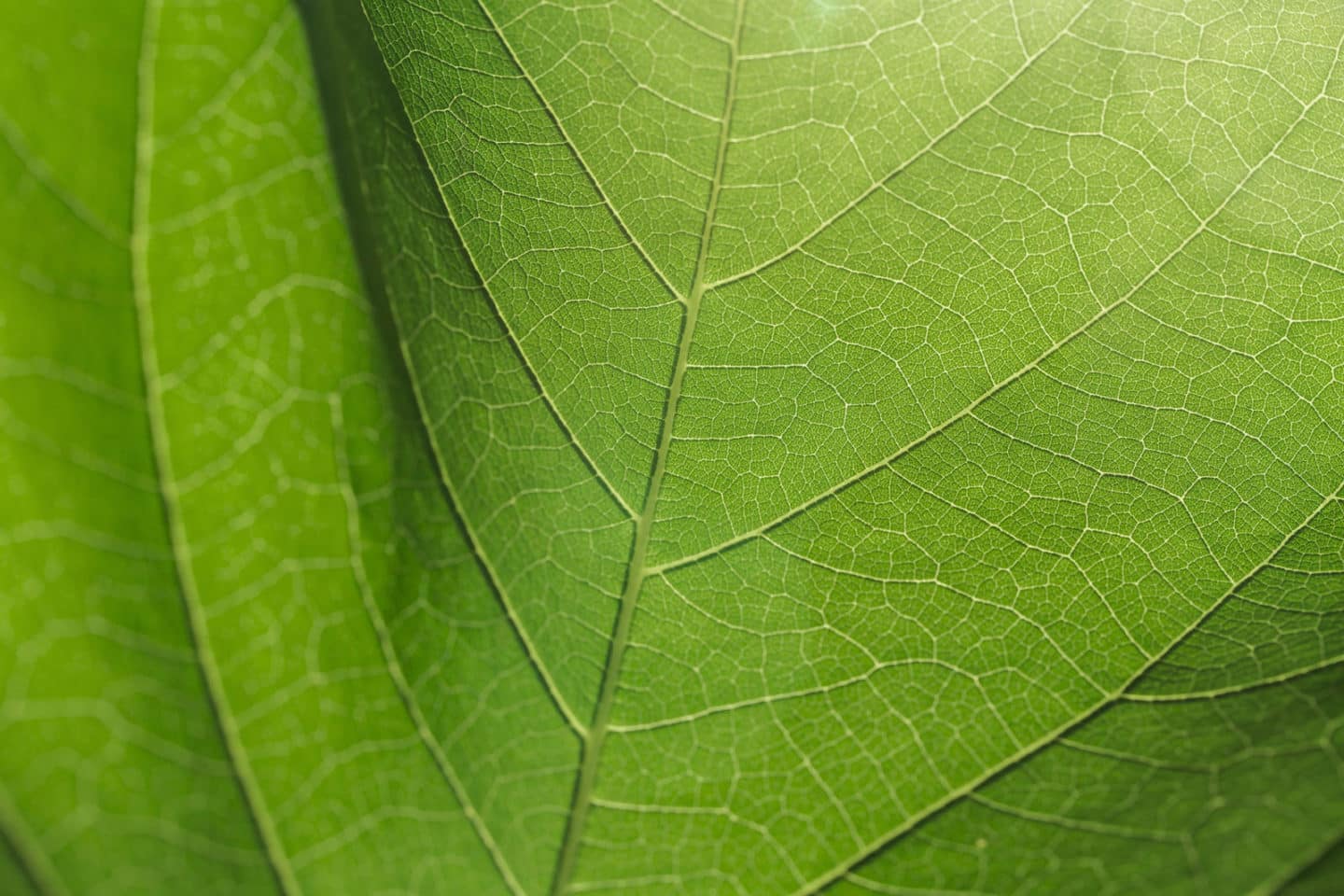 green leaf
